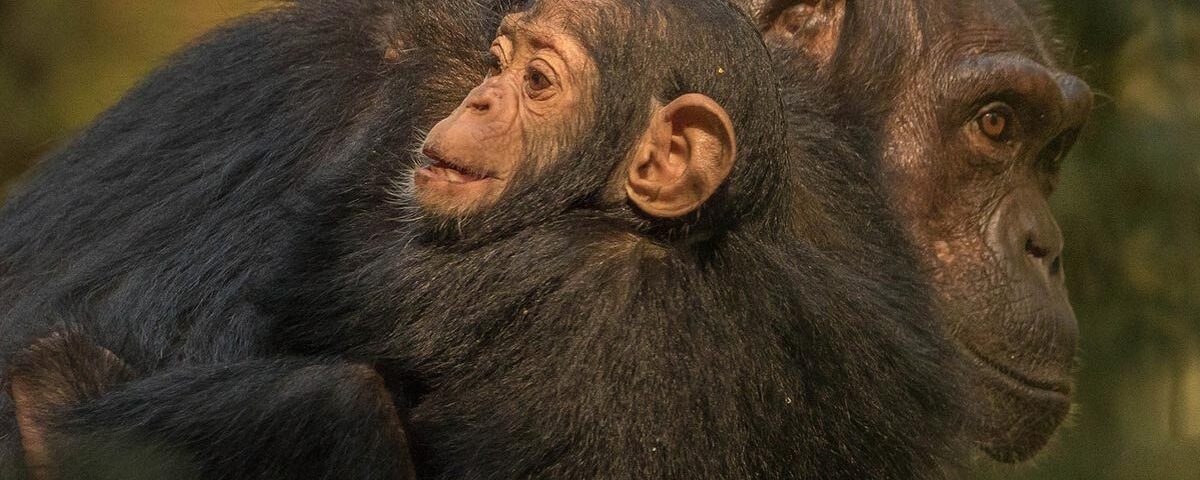 Chimpanzee Habituation vs Trekking
