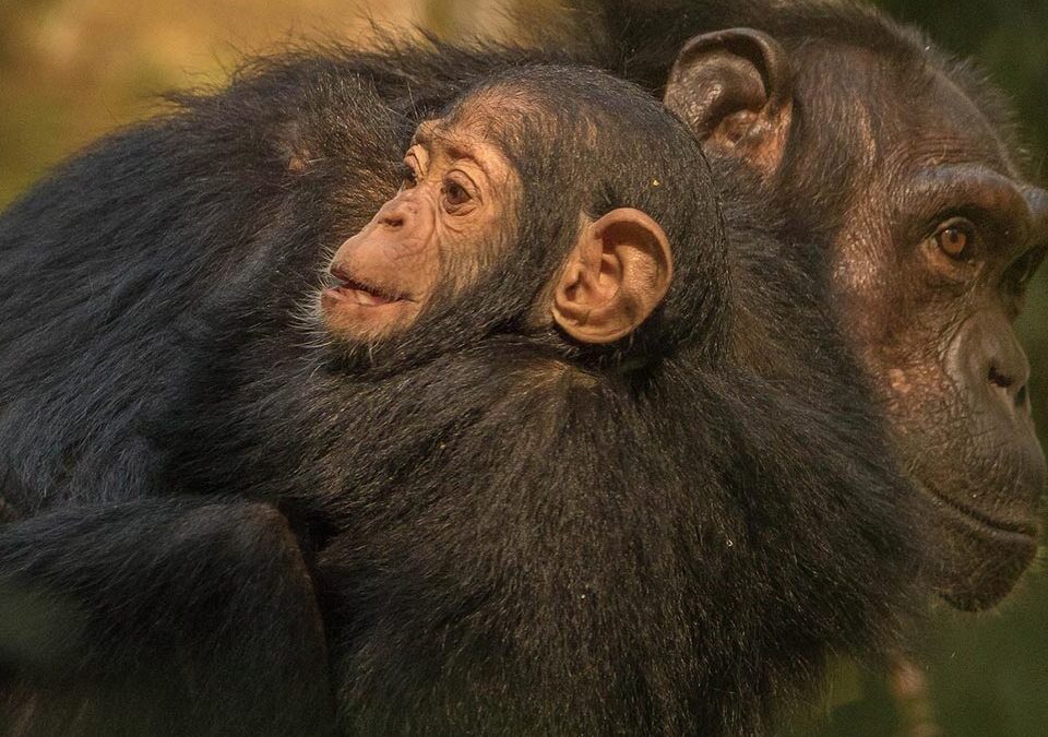 Chimpanzee Habituation vs Trekking