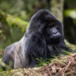 Gorilla Trekking Permit in Uganda