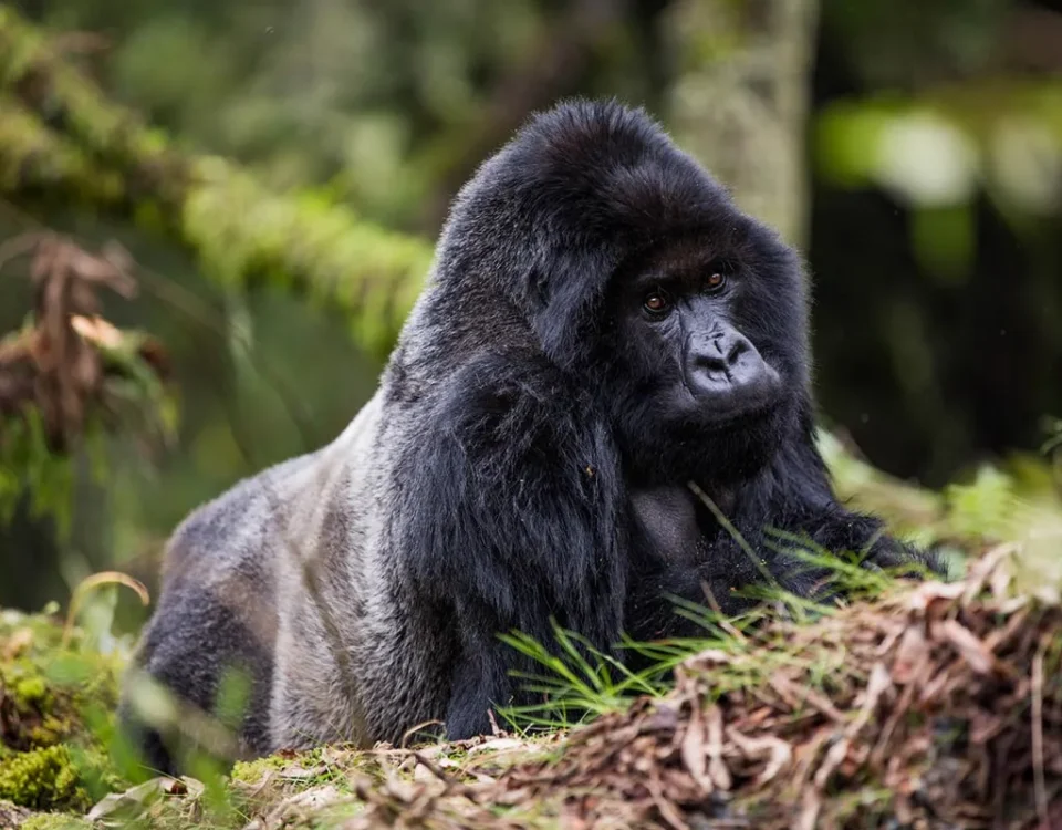 Gorilla Trekking Permit in Uganda