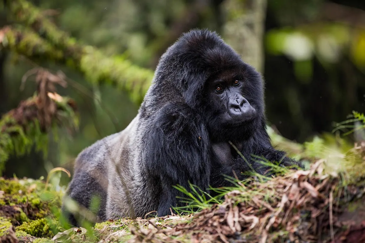 Do I Need a Permit for Chimpanzee Tracking in Rwanda