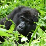 book gorilla trekking permits