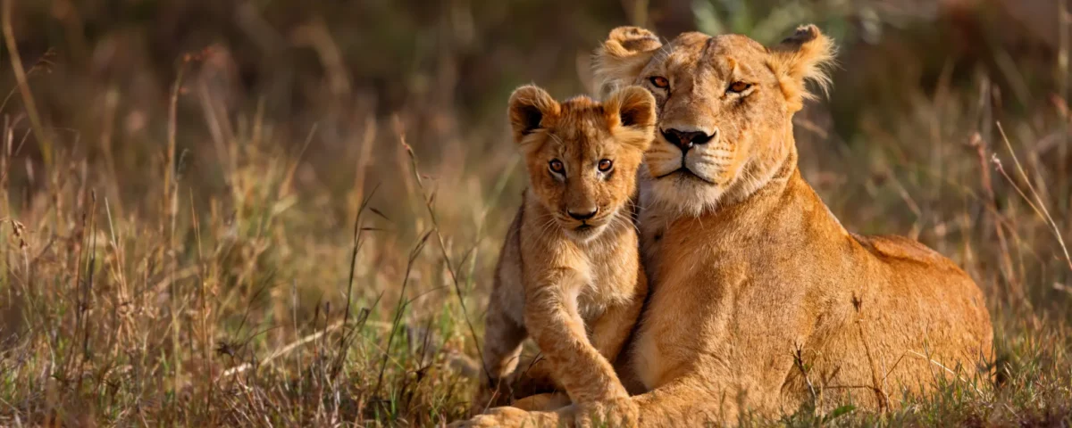 Maasai Mara vs Serengeti