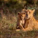 uganda safari with kids