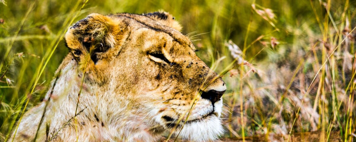 5-Day Tanzania Comfort Wildlife Safari