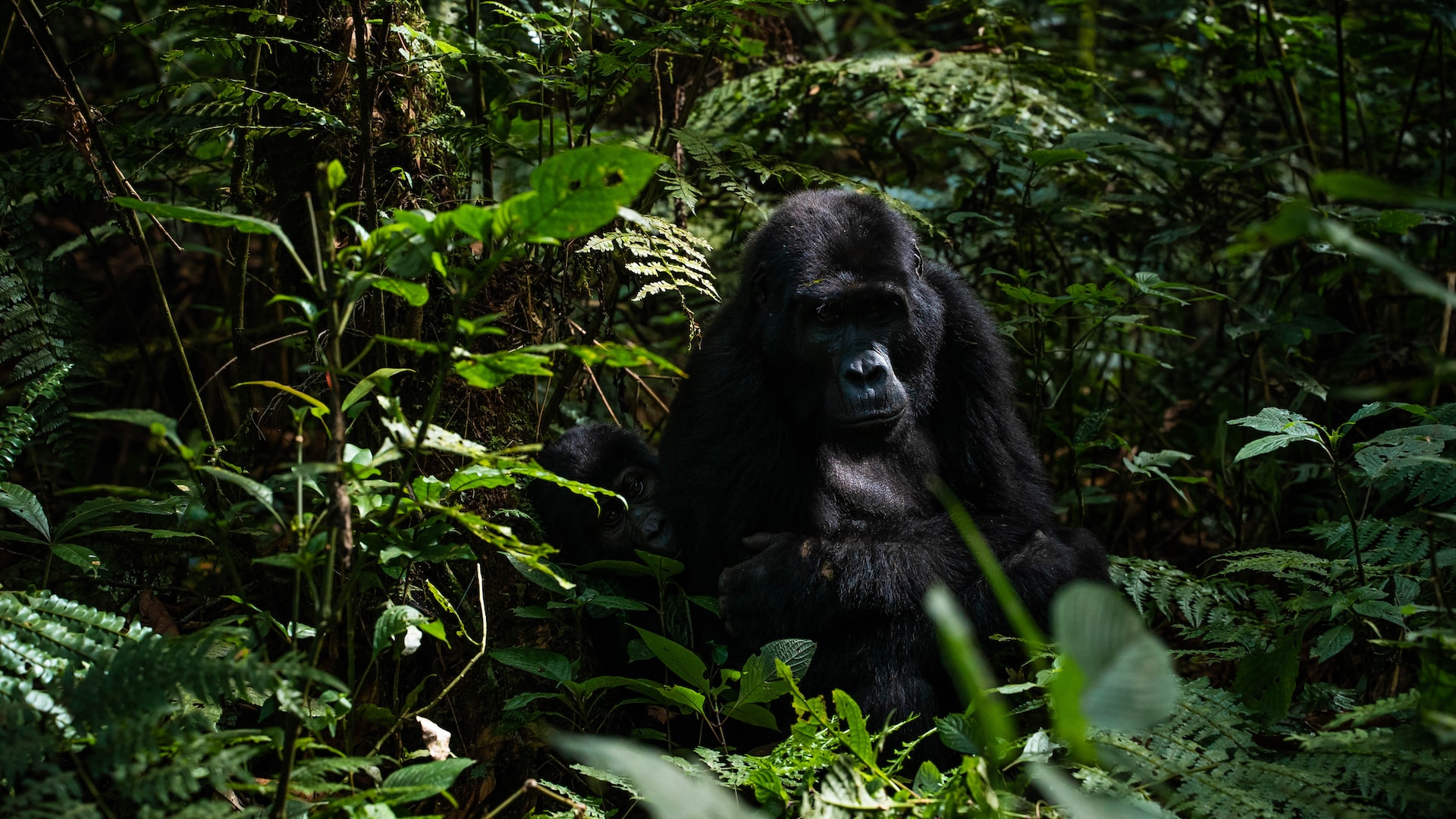 Serengeti Safari & Gorilla Trekking