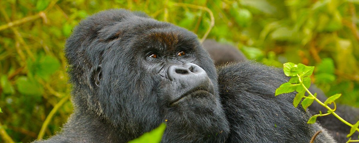 How long does it actually take to cross from Kigali to Bwindi