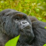 How long does it actually take to cross from Kigali to Bwindi