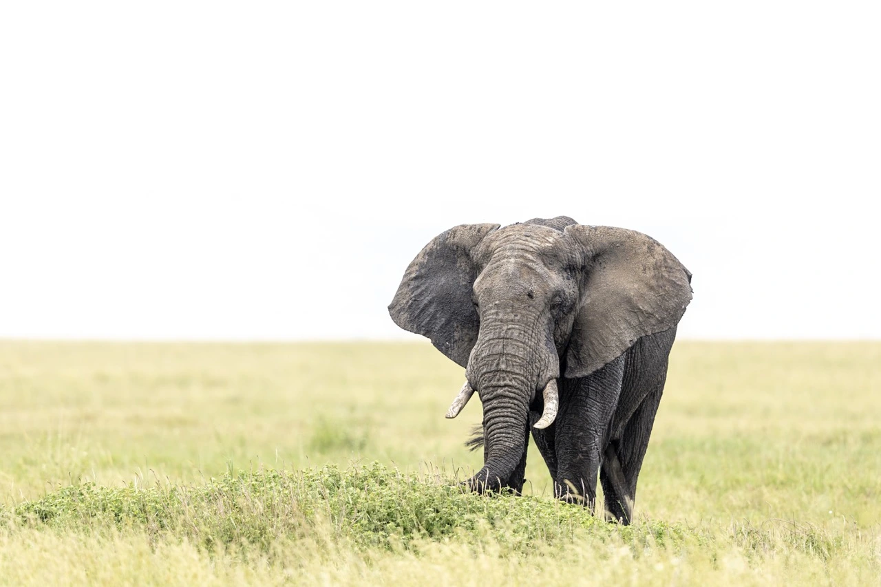 Day 4 — Fly to Ol Pejeta Conservancy