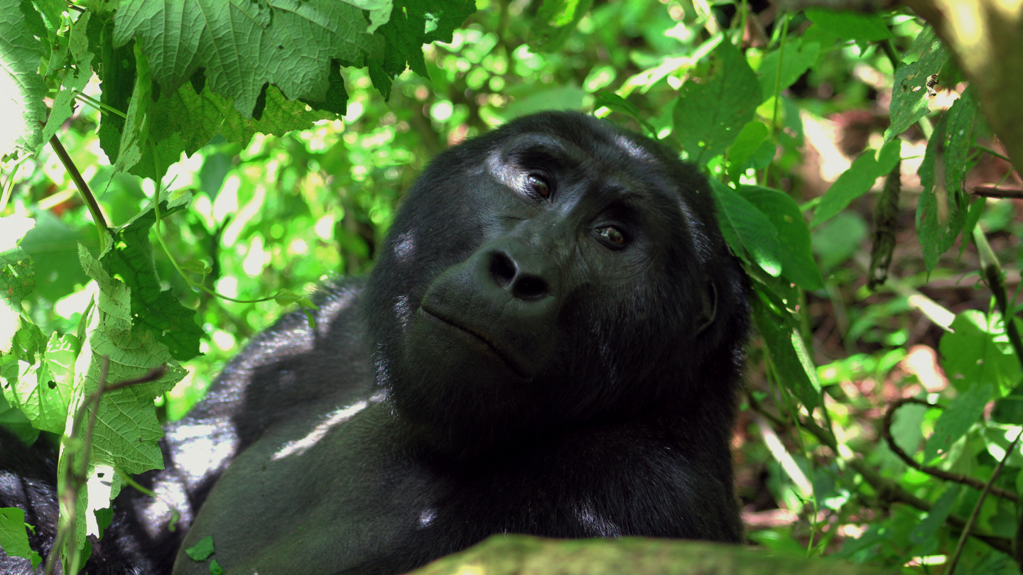 Day 5 — Gorilla Trekking and Batwa Community Experience