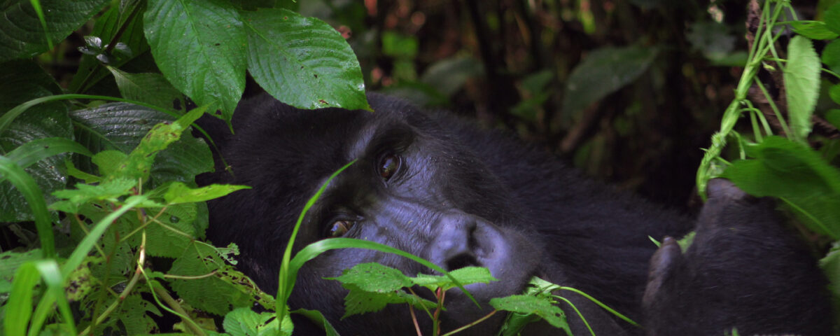 how difficult gorilla trekking is