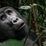 Mgahinga Gorilla National Park
