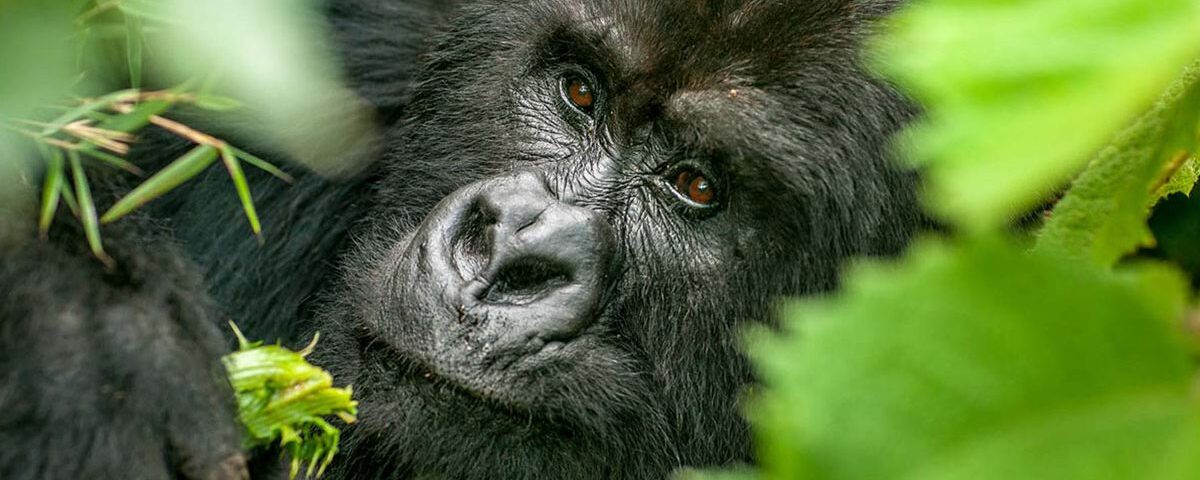how difficult gorilla trekking is