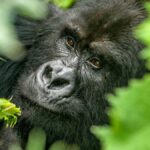 how difficult gorilla trekking is