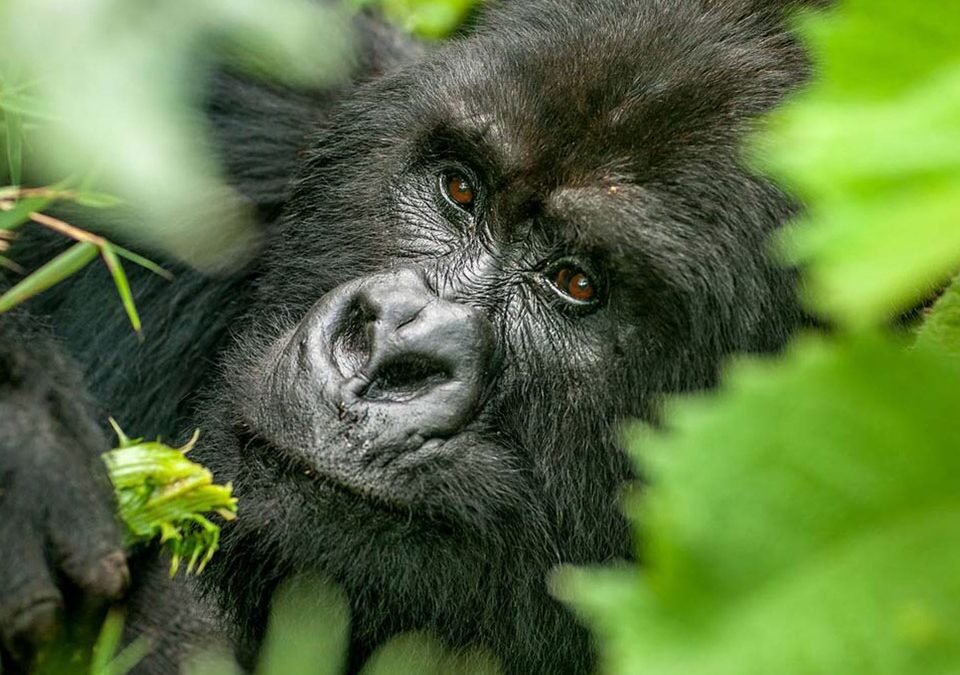 how difficult gorilla trekking is