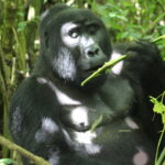 How long does it actually take to cross from Kigali to Bwindi