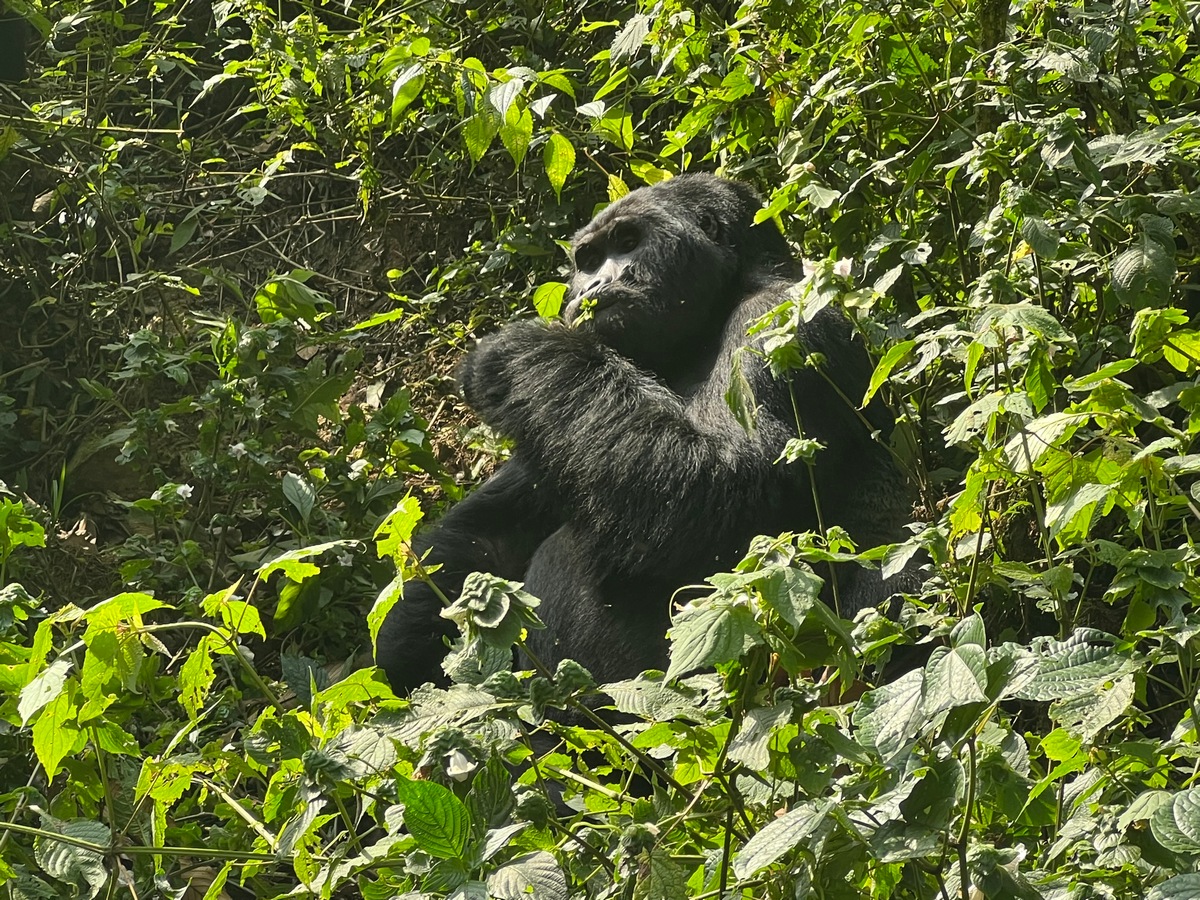 Uganda Tour Holidays