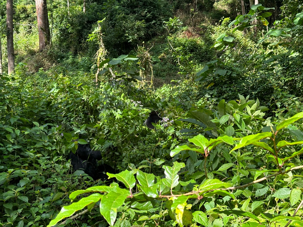Vibrant green grasslands during the March safari season in Uganda with Jackal Wild Adventurers."