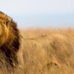 Kenya vs Tanzania Safari
