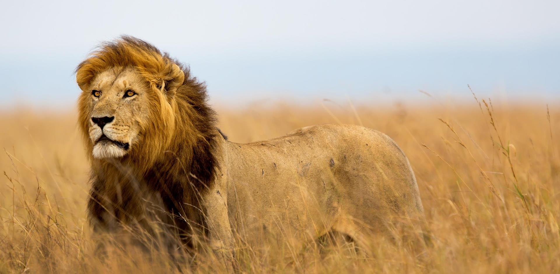 Night Game Drives in Kenya