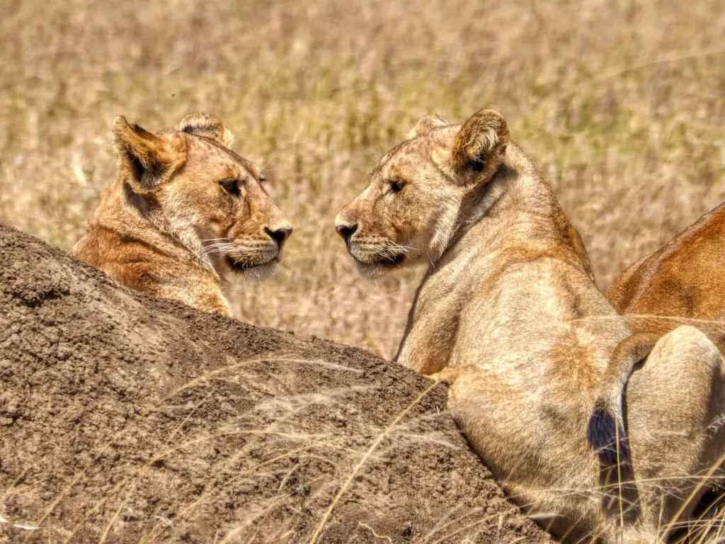 Best Countries for Wildlife Safaris on a Budget