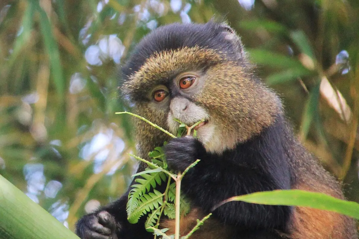primate triple crown