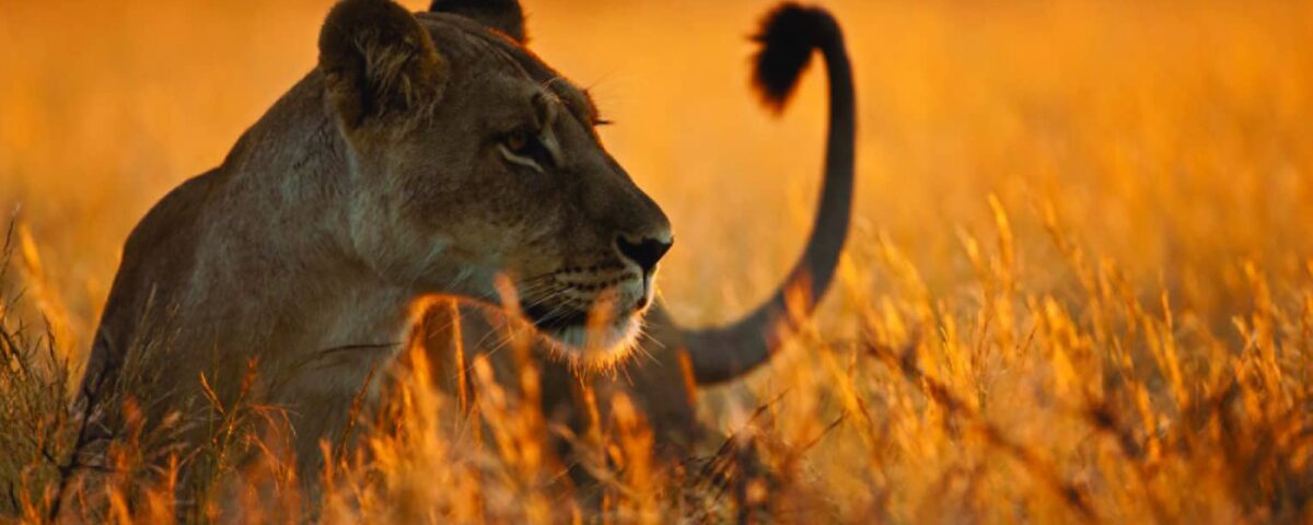 What Are the Most Photogenic Spots in Tanzania for Wildlife Photography