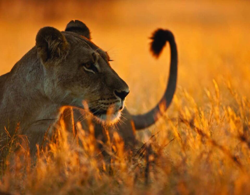 What Are the Most Photogenic Spots in Tanzania for Wildlife Photography