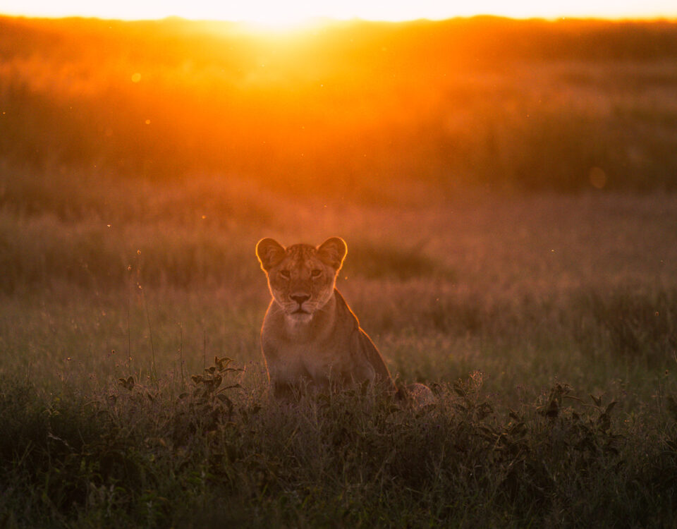 Queen Elizabeth National Park