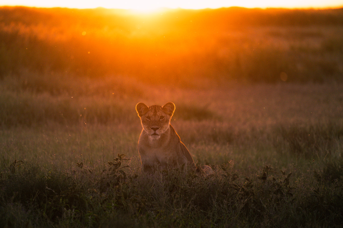Queen Elizabeth National Park