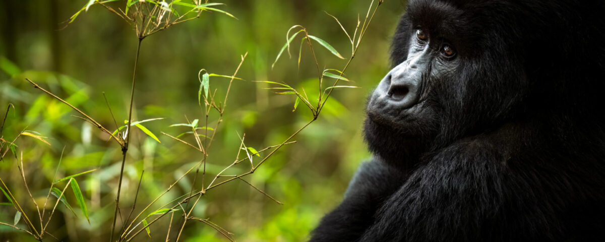 gorilla trekking permit in Rwanda