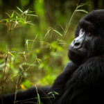 gorilla trekking permit in Rwanda