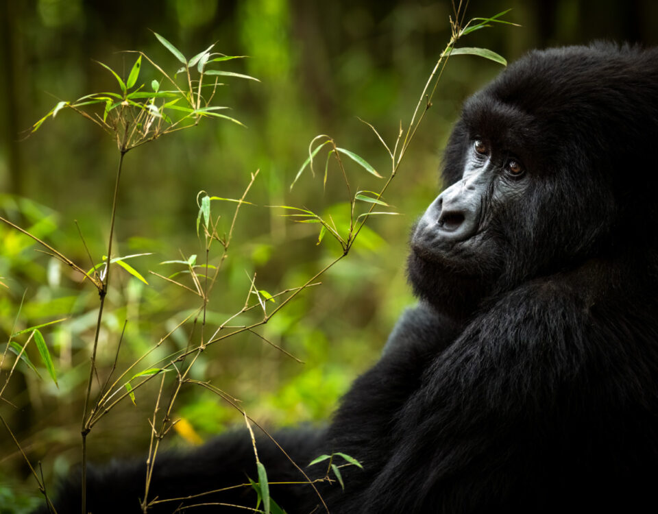 gorilla trekking permit in Rwanda