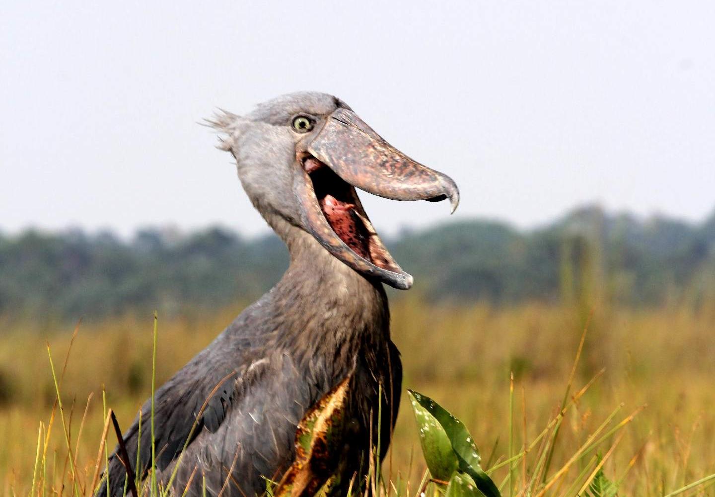 Africa’s best birding value