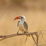 Birding Hotspots in East Africa