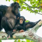 Chimpanzee Habituation vs Trekking