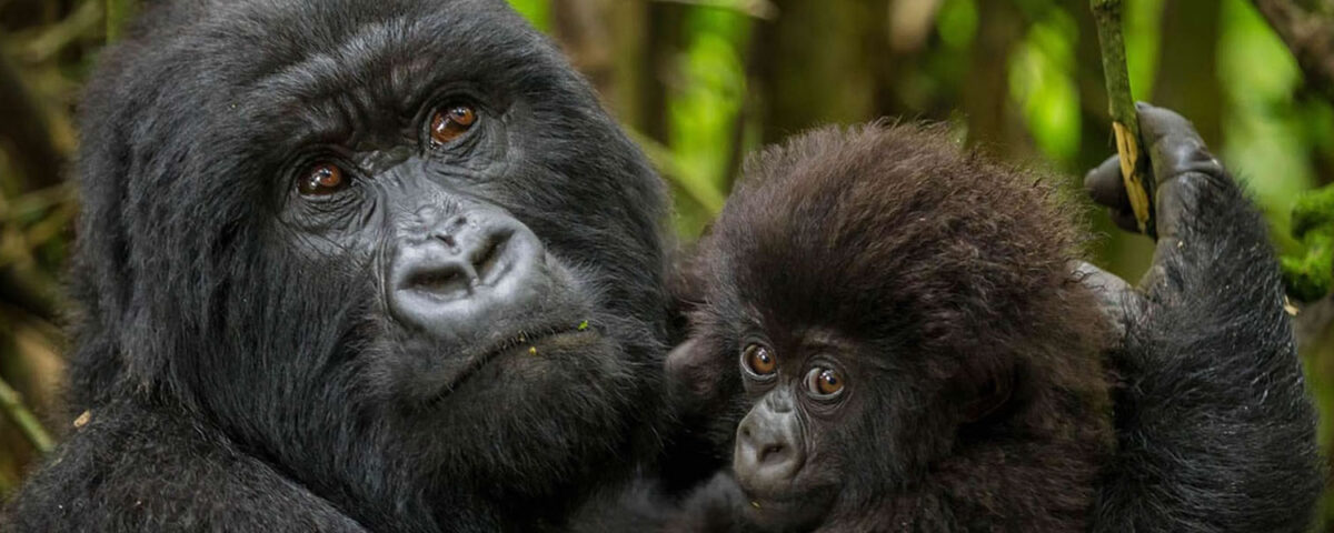 Mgahinga Gorilla National Park