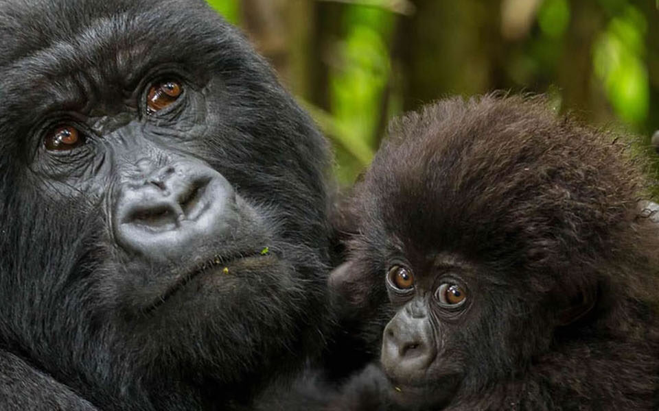 Mgahinga Gorilla National Park