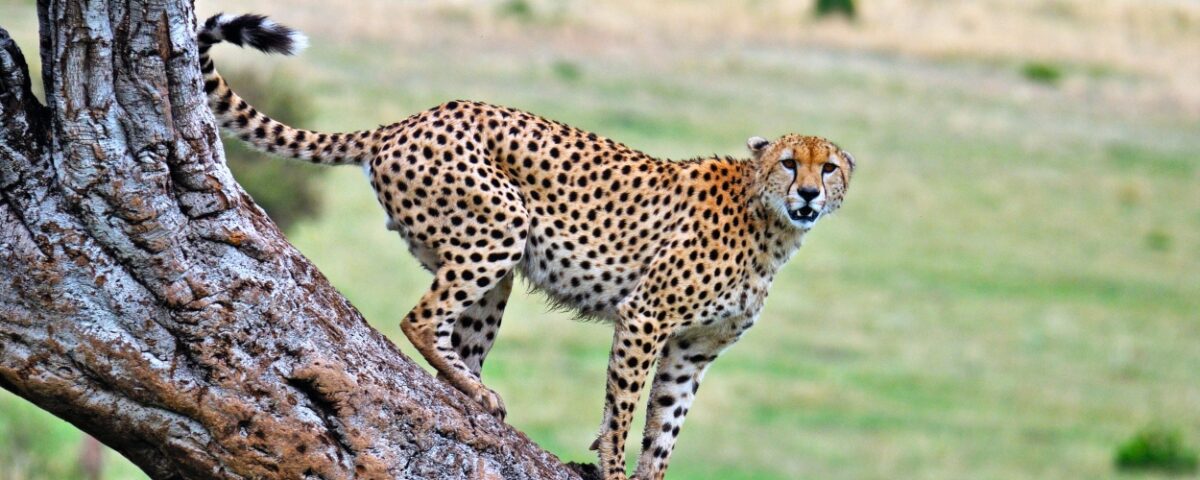 safari vehicle