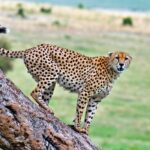 safari vehicle
