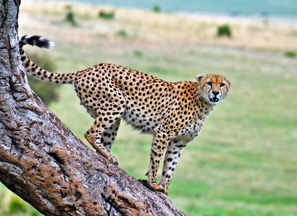 safari vehicle