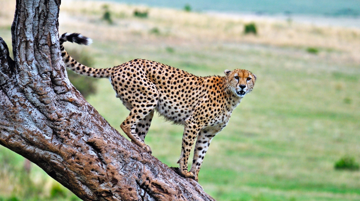 Best 5 animals in Maasai Mara