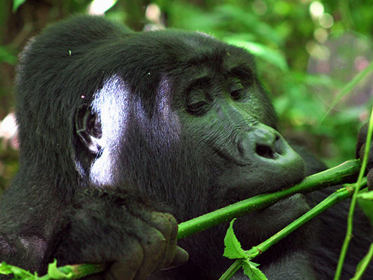 A mountain gorilla resting in the lush, green foliage of Uganda’s Bwindi Forest during the secret March trekking season