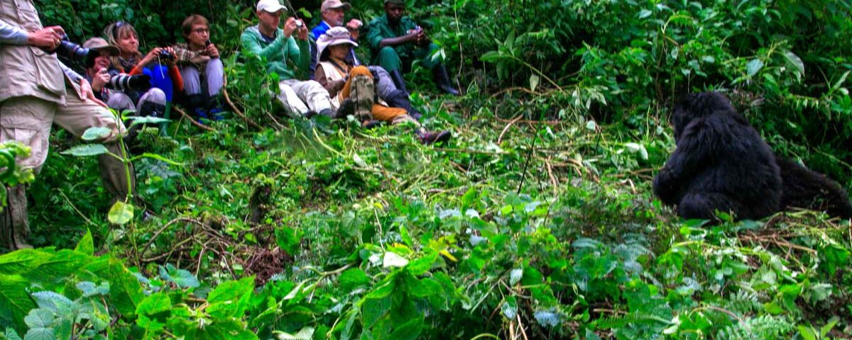 gorilla trekking permit in Rwanda