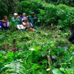 gorilla trekking permit in Rwanda