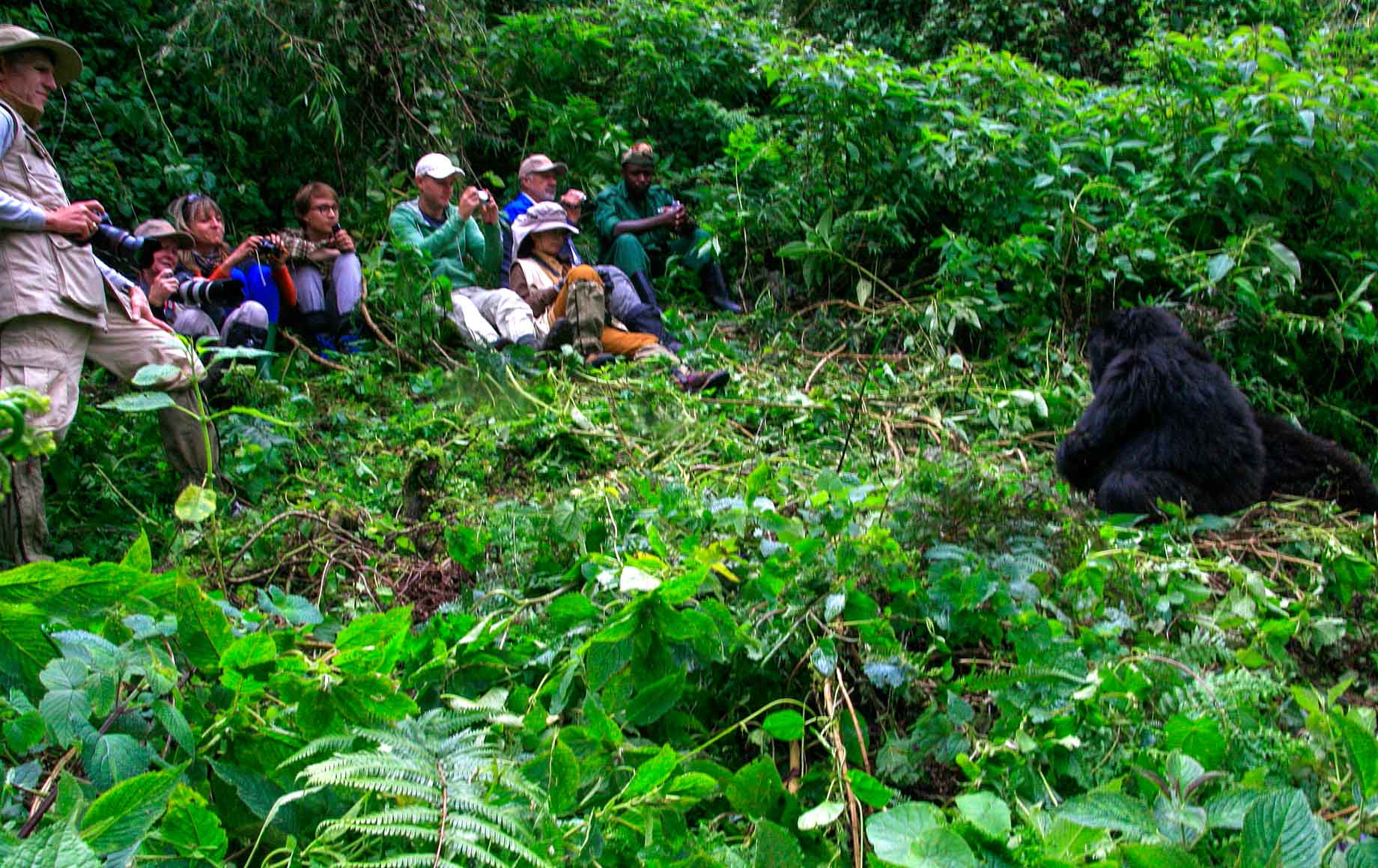 How Do You Prepare for Rwanda Gorilla Trekking?