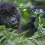 combine chimps and gorillas