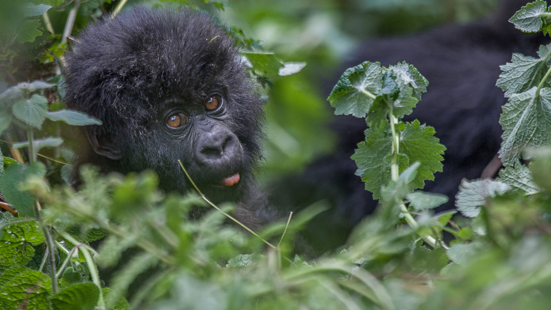 Rwanda Gorilla Habituation Experience