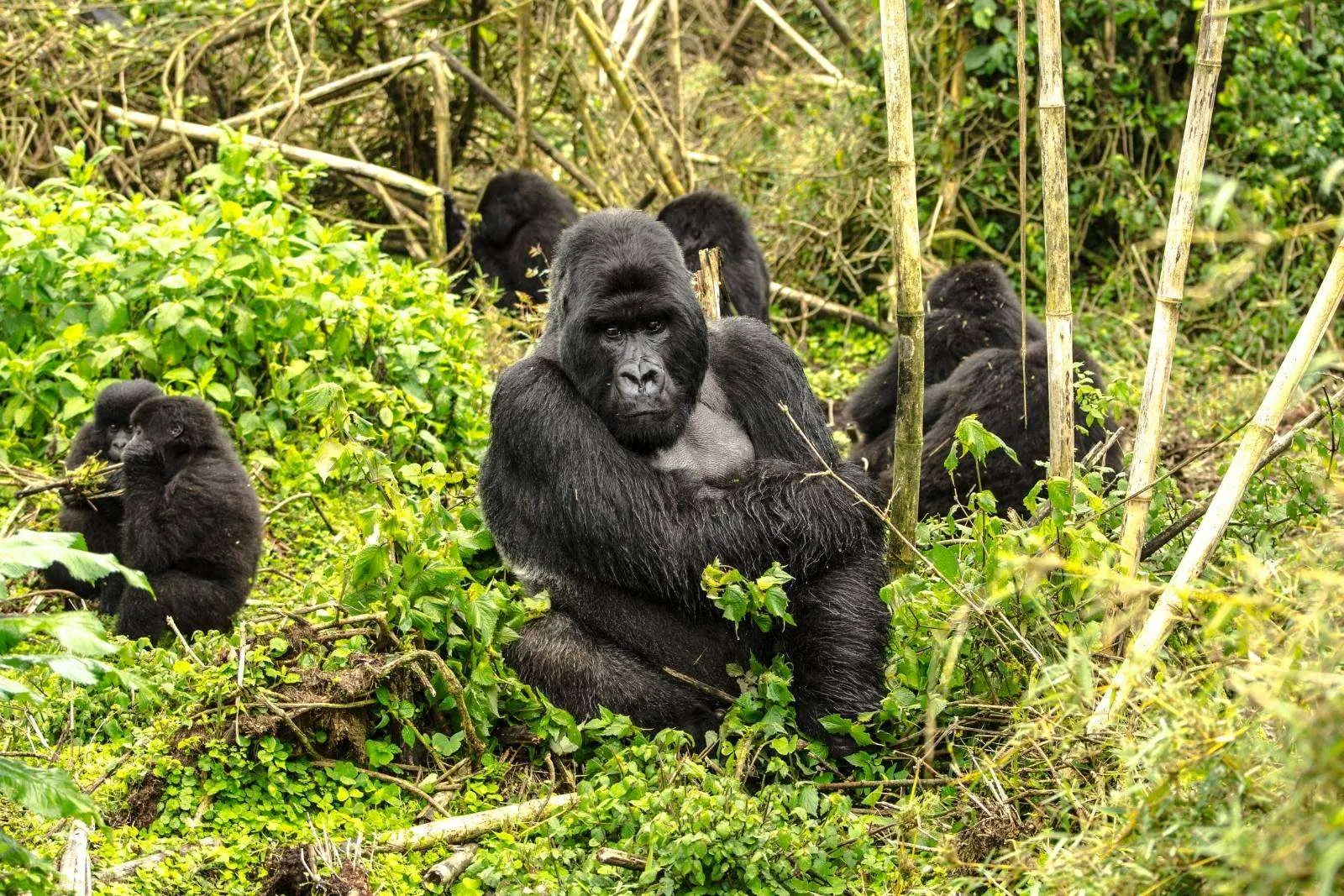 How Do You Prepare for Rwanda Gorilla Trekking?