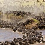 2026 Great Migration Calendar